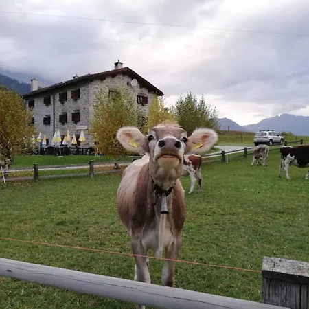 Selva *